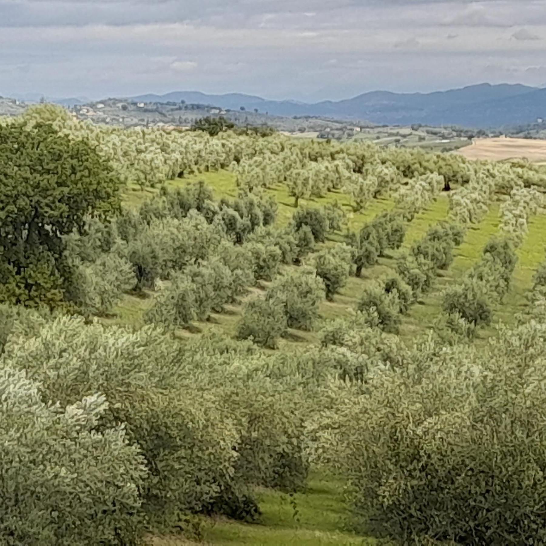 Tenuta San Felice Giano dellʼUmbria Екстериор снимка