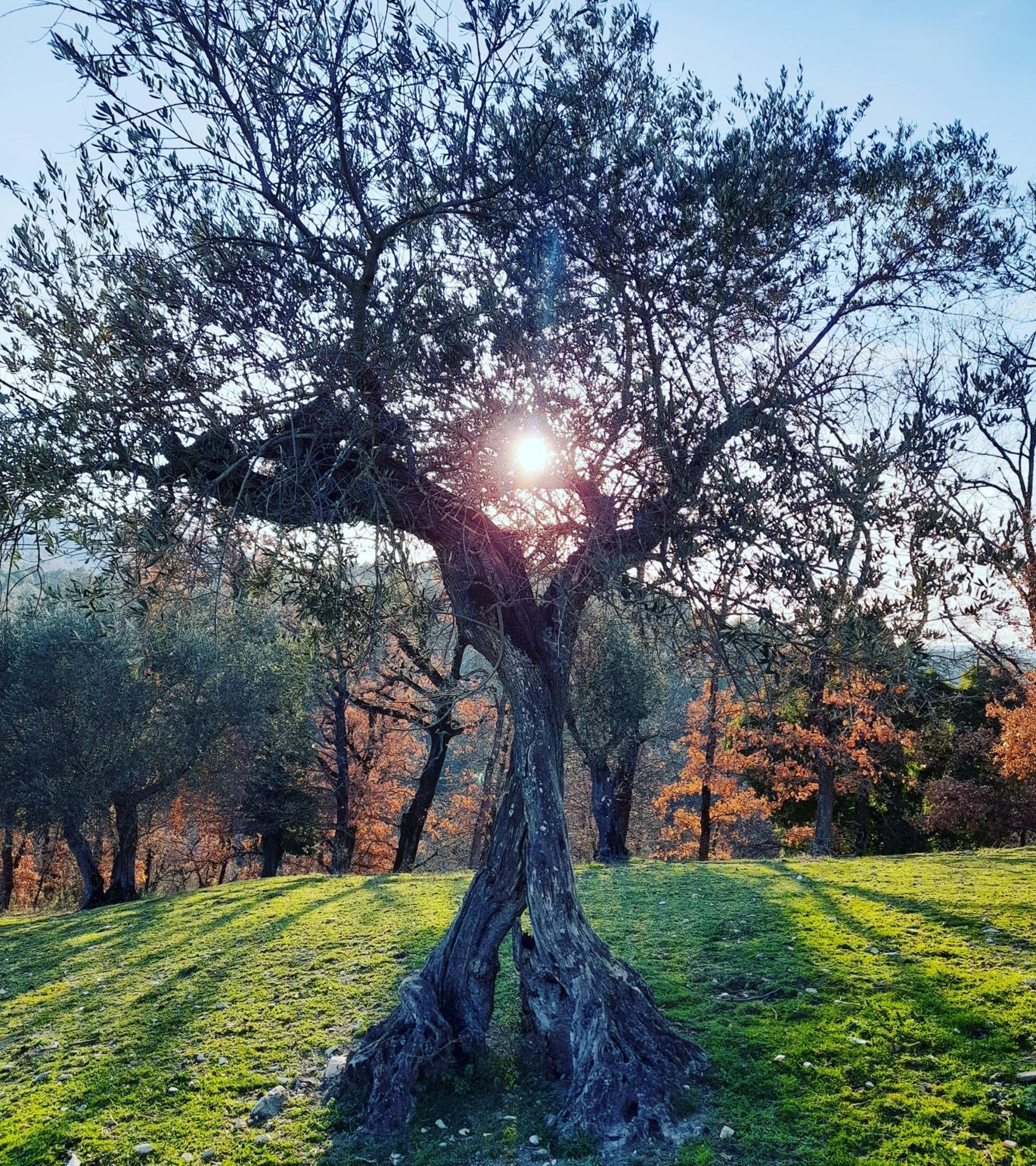 Tenuta San Felice Giano dellʼUmbria Екстериор снимка